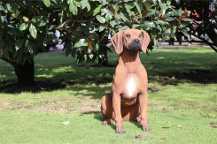 Sculpture Chien Neusus Urban | Déco éco‑responsable