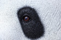 Sculpture Panda Neusus Urban | Statue panda recyclé XL