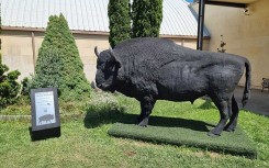 SCULPTURE BISON STATUE RÉALISTE D'ANIMAUX - NEUSUS URBAN
DÉCORATION EXTÉRIEURE POUR ZOO OU PARC