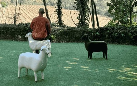 SHEEP