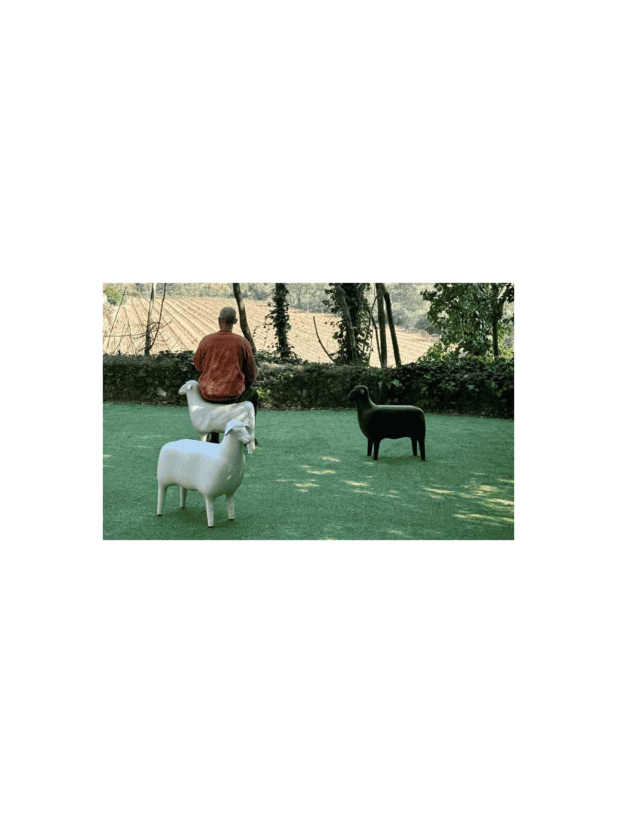 SHEEP