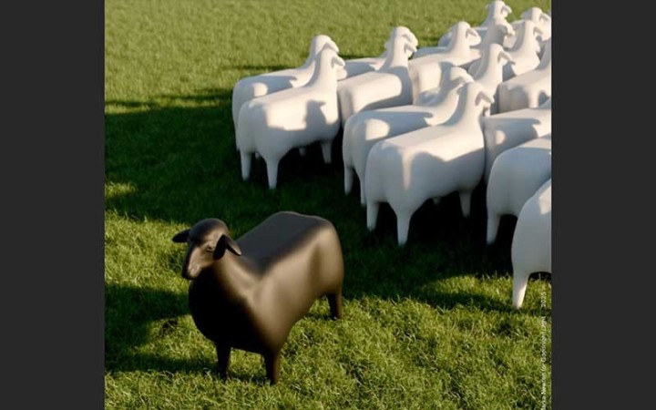 SHEEP