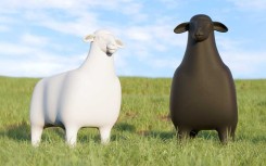 SHEEP