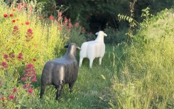Statue mouton design Siège extérieur décoratif et ludique pour jardin