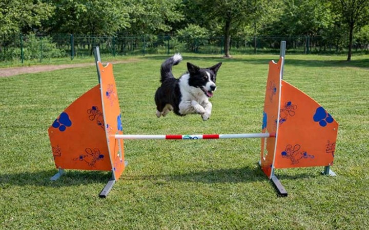 Module canin haie DOGGYPARC pour parc à chiens
Haie de saut réglable pour parcours d’agilité canine