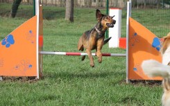 Module canin haie DOGGYPARC pour parc à chiens
Haie de saut réglable pour parcours d’agilité canine
