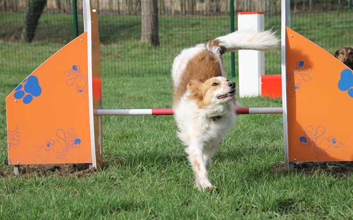 Module canin haie DOGGYPARC pour parc à chiens
Haie de saut réglable pour parcours d’agilité canine