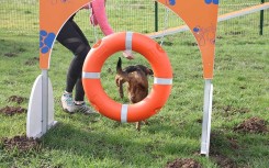 Module canin Pneu DOGGYPARC fabriqué en France
Équipement sportif pour parc à chiens communal