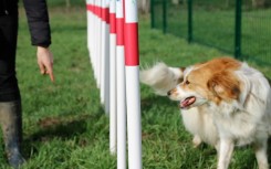 MODULE LE SLALOM  GAMME DOGGYPARC