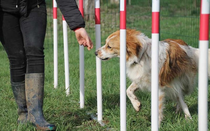 MODULE LE SLALOM  GAMME DOGGYPARC
