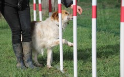 MODULE LE SLALOM  GAMME DOGGYPARC
