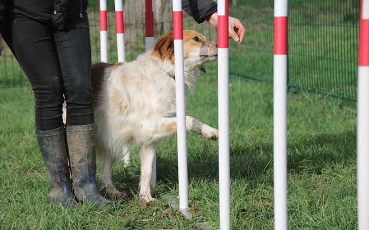 MODULE LE SLALOM  GAMME DOGGYPARC