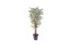 FICUS LIANES VERT/BLANC ARTIFICIEL