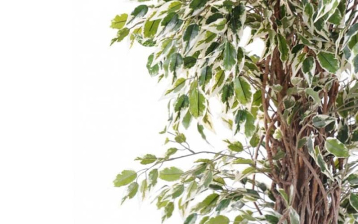 FICUS LIANES VERT/BLANC ARTIFICIEL