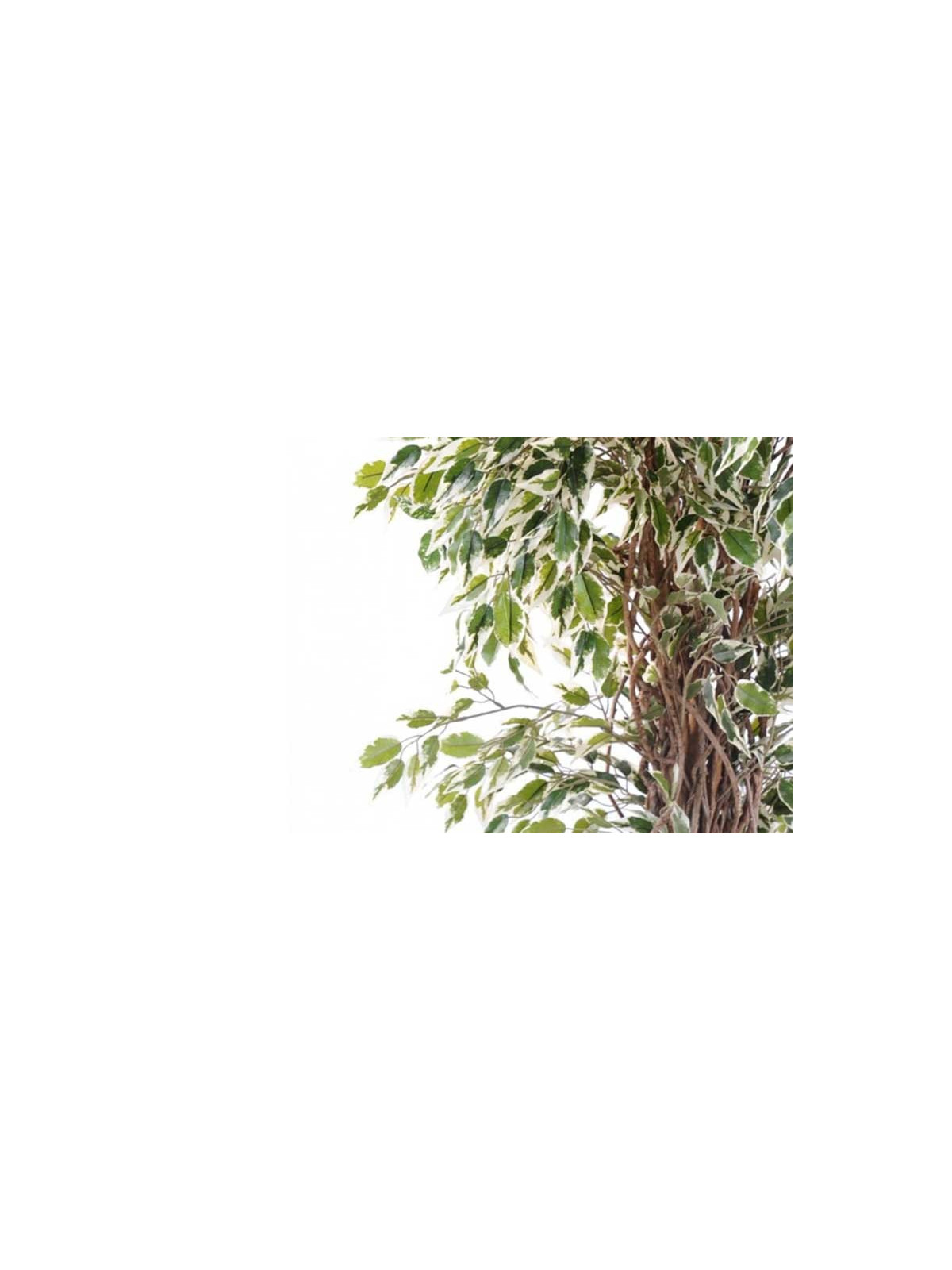FICUS LIANES VERT/BLANC ARTIFICIEL