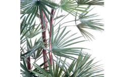 PALMIER LIVISTONIA ARTIFICIEL