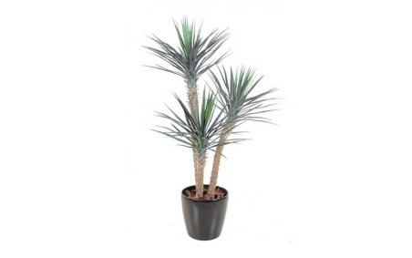 YUCCA ARTIFICIEL